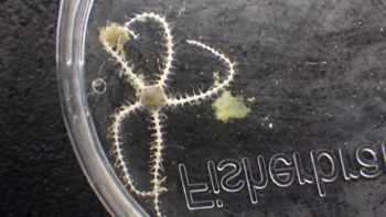 Media type: image;   Invertebrate Zoology 153114 Description: live specimen;